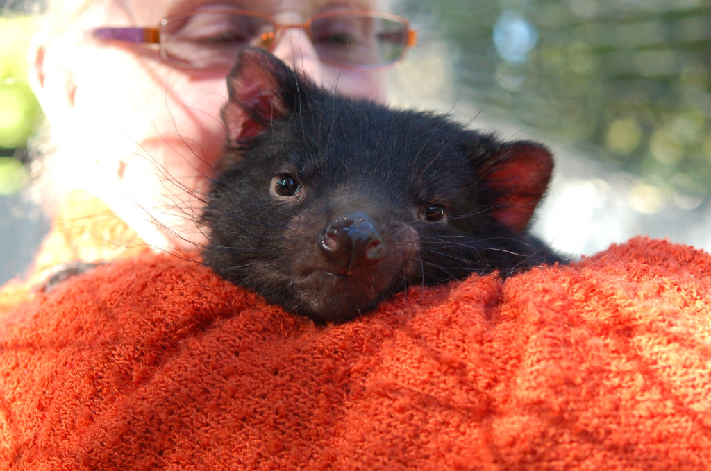 Tasmanian Joey (baby)