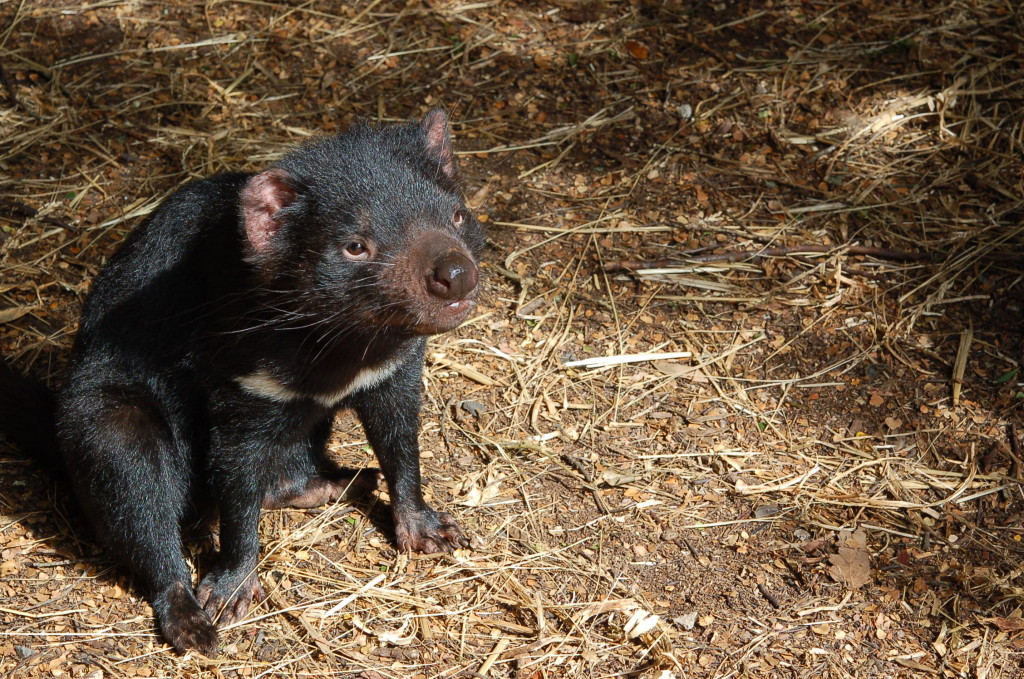 Tasmanian Devil