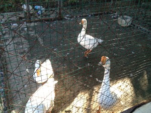 The geese. Once confined to this enclosure with only rice and sporadic periods of water. Now free.