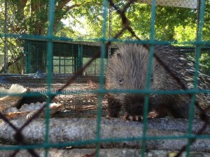 My friend, the porcupine